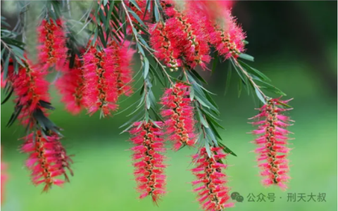 说植物，哪些在中国常见？哪些在澳洲常见？中国与澳洲常见植物的三大对比